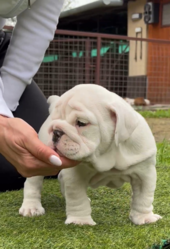 Adorable English bulldog puppies