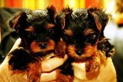 Attractive yorkie puppies to loving homes