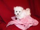 cute and lovely Maltese puppy available for adoption