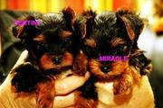 excellent teacup yorkie puppies for adoption
