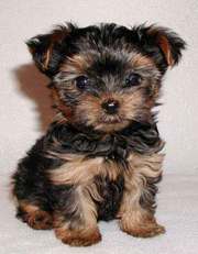 Extremely Tiny Teacup Yorkie puppy