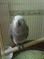 African grey Parrot for home